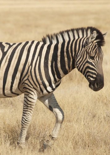 Stripes