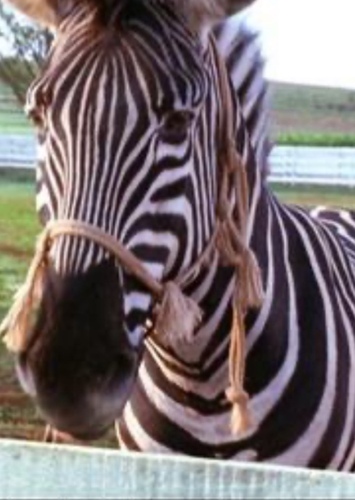 Stripes (voice)