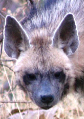 Striped Hyena