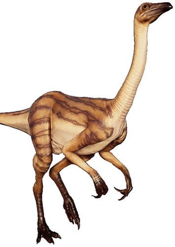 Strut