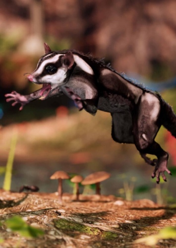 Sugar glider