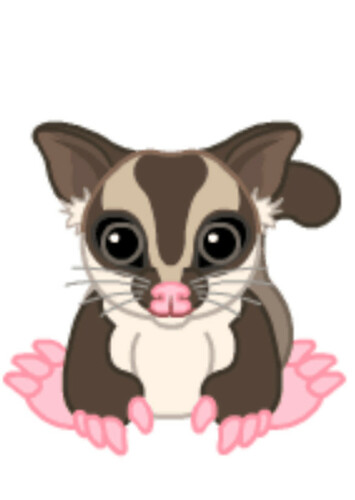 Sugar Glider