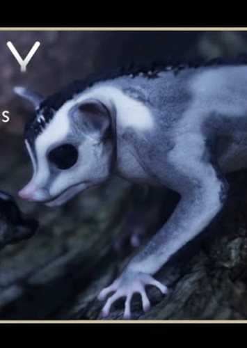 Sugar gliders mother