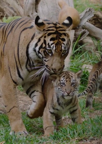 Sumatran Tiger