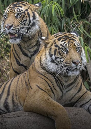 Sumatran Tiger