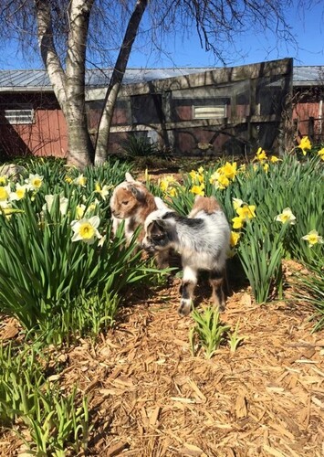 Summerfield Farm and Zoo