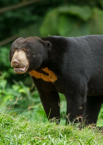 Sun Bear