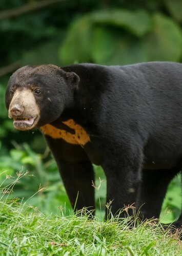 Sun Bear