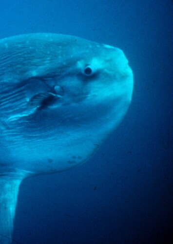 Sunfish