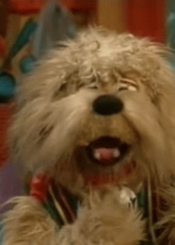 Sunny the Dog