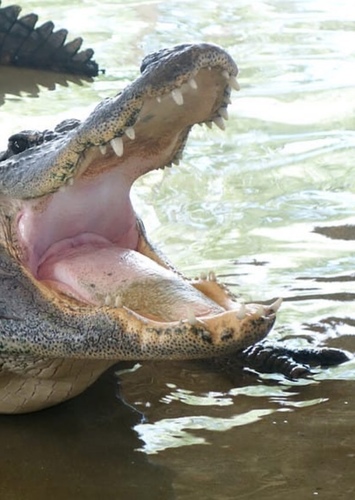 Swampy the Alligator