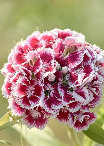 Sweet William