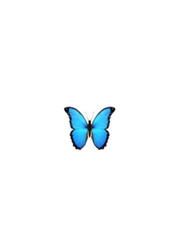 Symbol: Butterfly