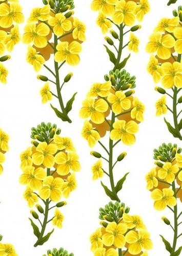 Symbol: Rapeseed Flower