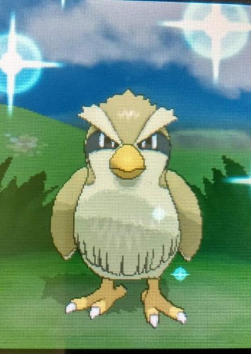 Tails's Pidgey