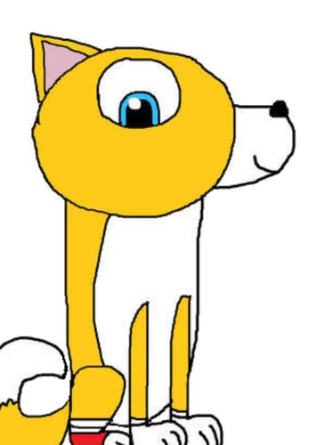 Tails the Shiba Inu