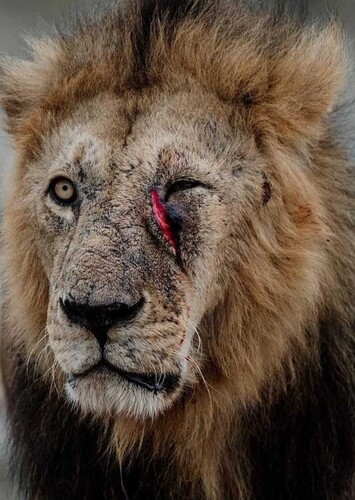 Taka/Scar