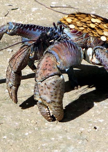 Tamatoa