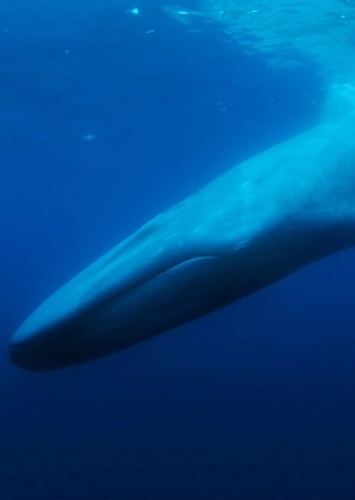 Tank the Whale
