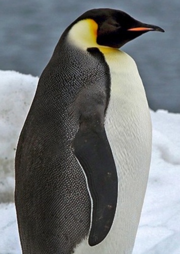 Tank the Penguin