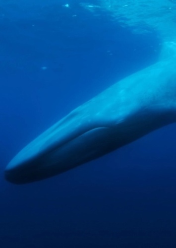 Tank the Whale
