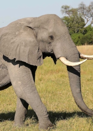 Tantor "Adult"