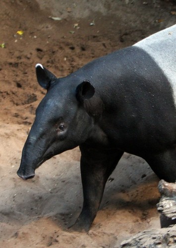 Tapir