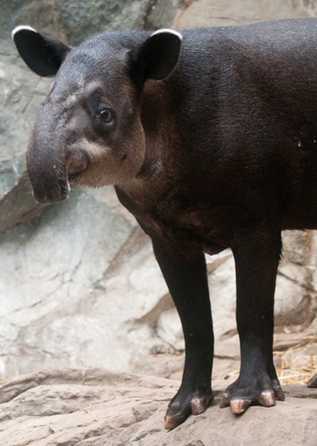 Tapir