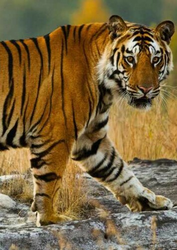 Tara the Tiger