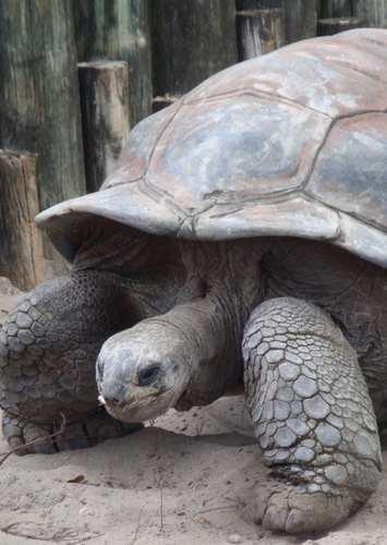 Taran the Giant Tortoise