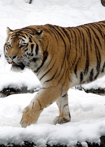 Taran the Siberian Tiger