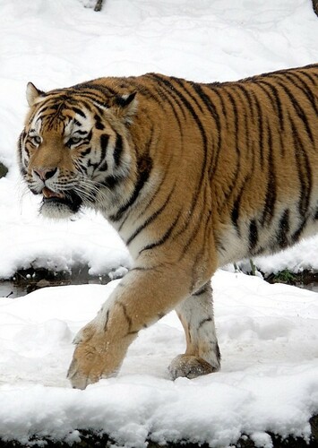 Taran the Siberian Tiger
