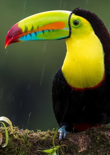 Taran the Toucan