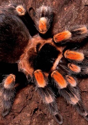 Tarantula