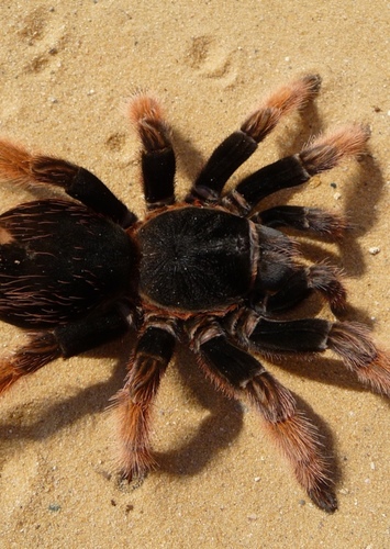 Tarantula
