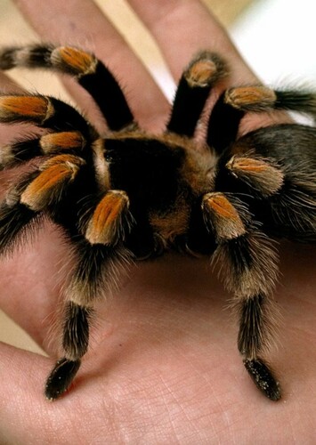 Tarantula