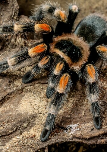 Tarantula