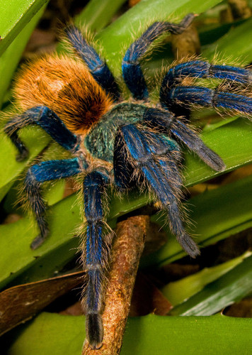 Tarantula