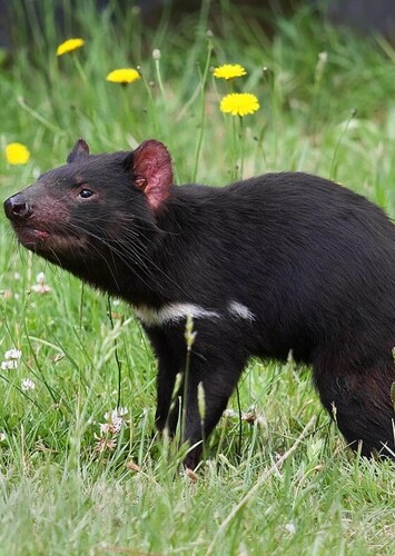 Tazmanian Devil