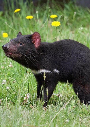 Tazmanian Devil