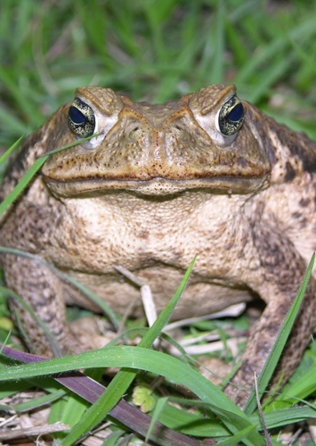 Teddy the Toad