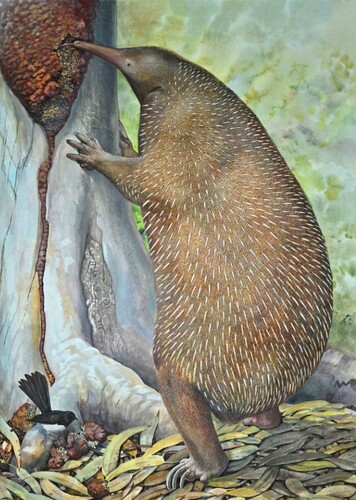 Teinolophos