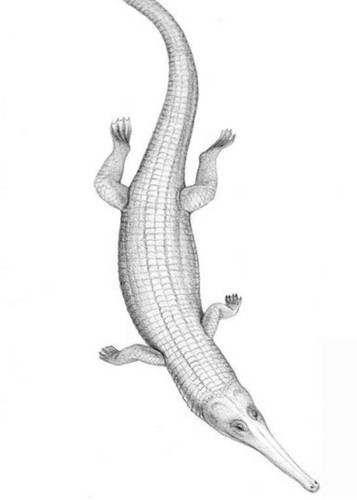 Teleosaurus
