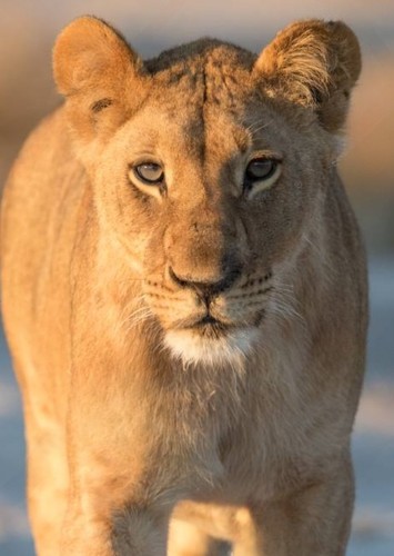 Teenage Sarafina