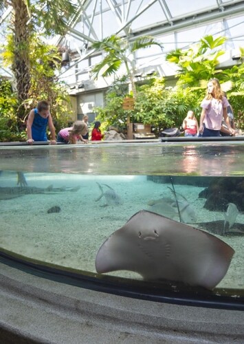 Tennessee Aquarium