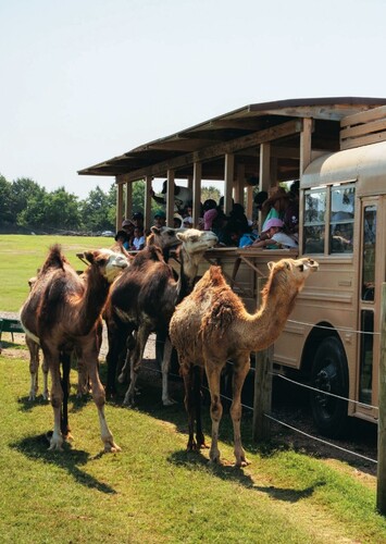Tennessee Safari Park