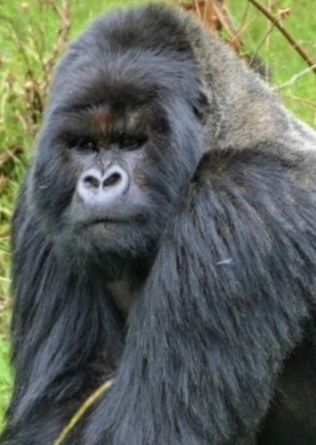 Terk "Adult"