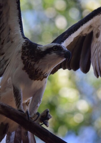 Territory Wildlife Park