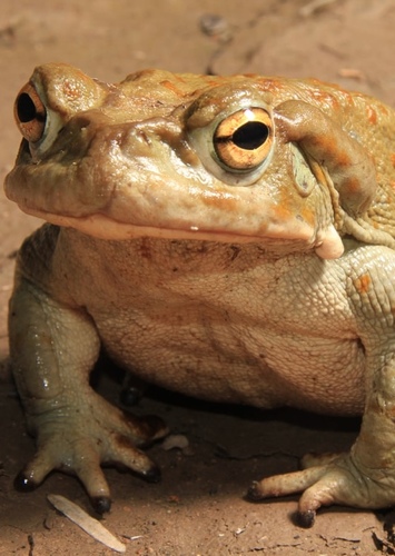 Terry the Toad