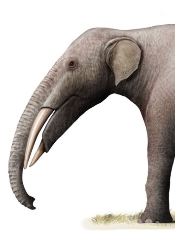 Tetralophodon